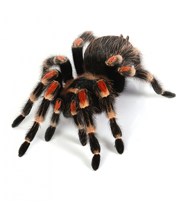 spider input context and state